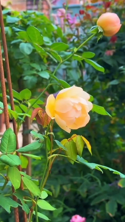 Jardinagem