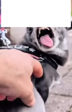 Funny dog