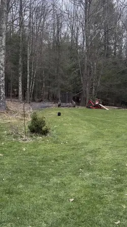 Porcupine 