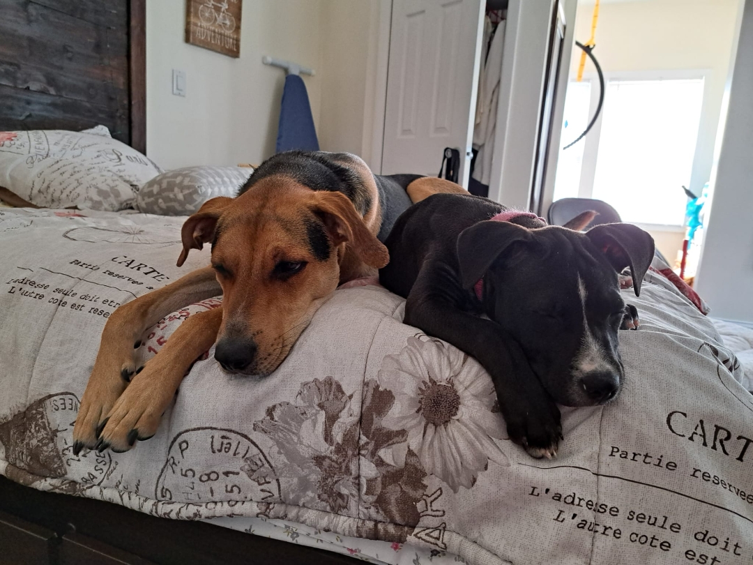 Köpeklerim benim dünyam