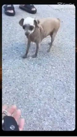 Chihuahuas