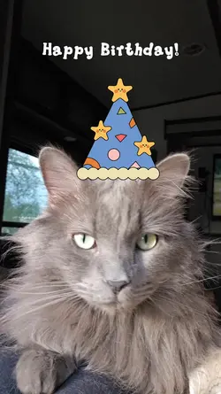 Cat Birthday 