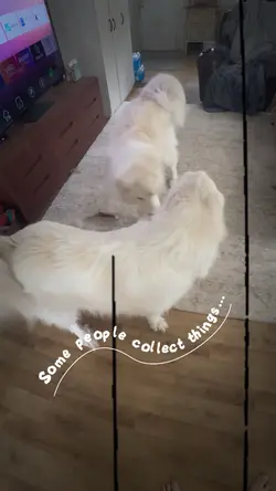 My Heart Has 4 Paws