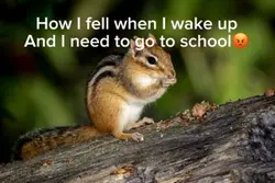Calming squirrel