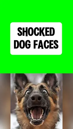 SHOCKED DOG FACES