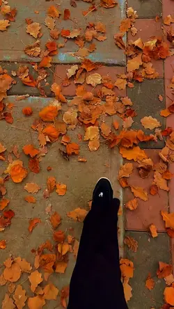 28 clip or photo 💚