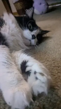 xena the kitty princ
