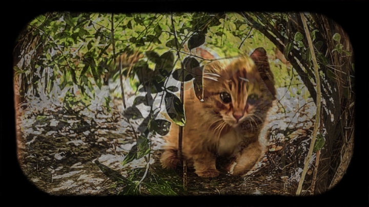 Cover Picture