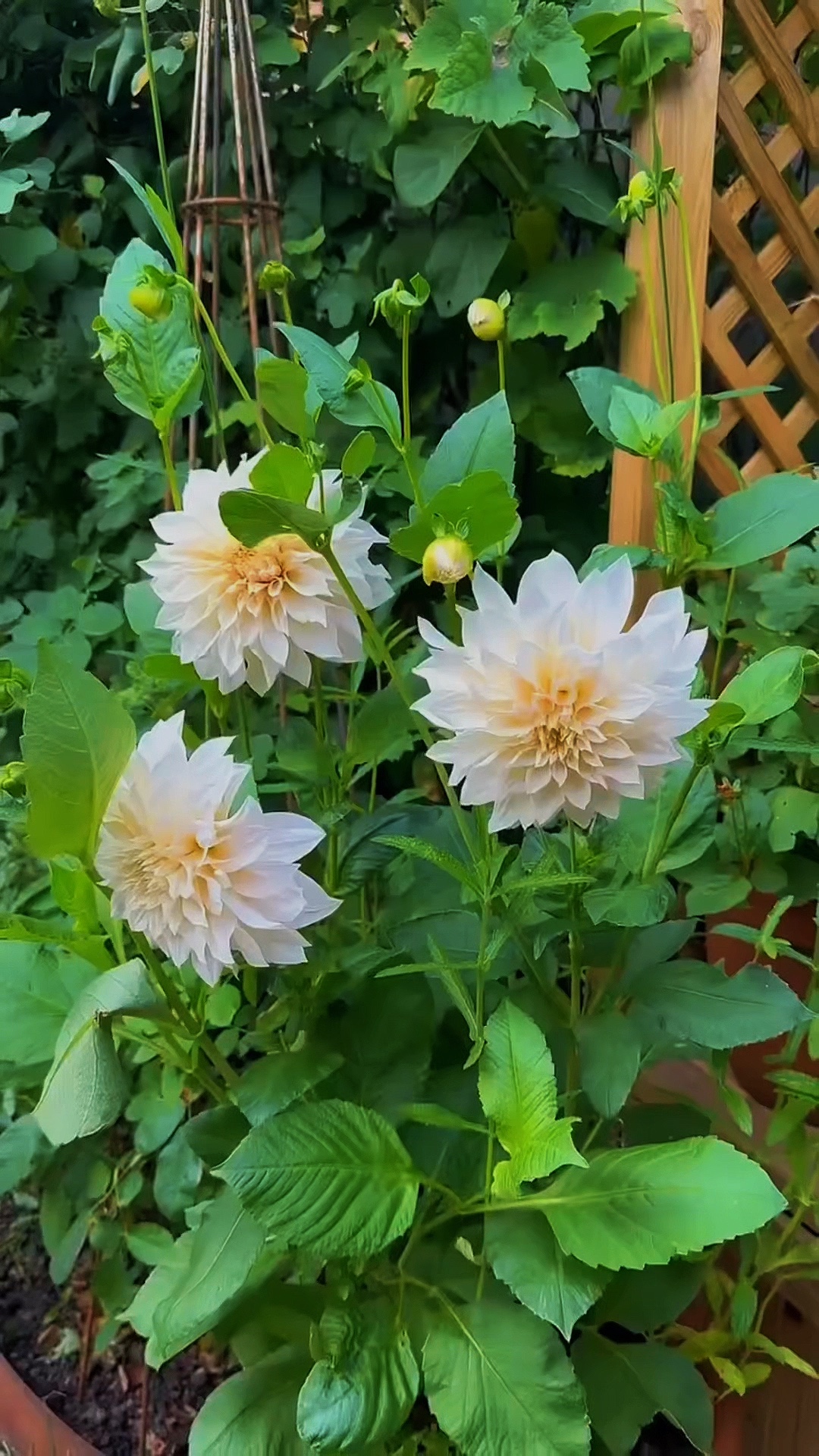 Berkebun