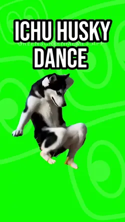 Ichu husky dance  