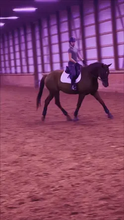 Dressage or jumping 