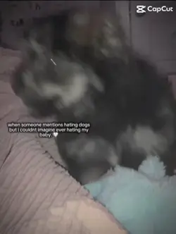 Puppy
