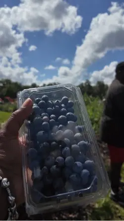 Blueberry Festival 