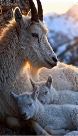A mothers love 