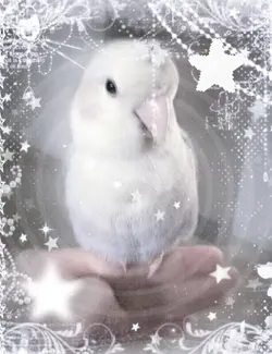 bird edit