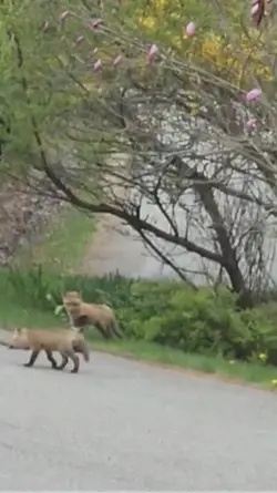 Spring in Maine