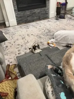 Dogs