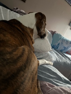 Vibrações de cachorro
