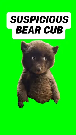 SUSPICIOUS BEAR CUB