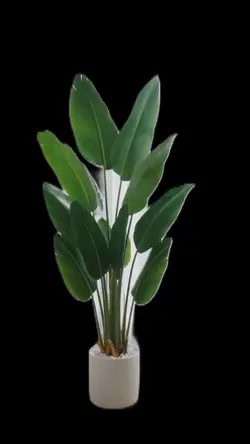 Natural plant