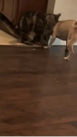 Dog vs cat