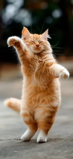 gatito bailando 