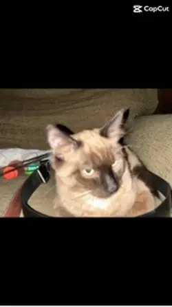 My cat smore templat