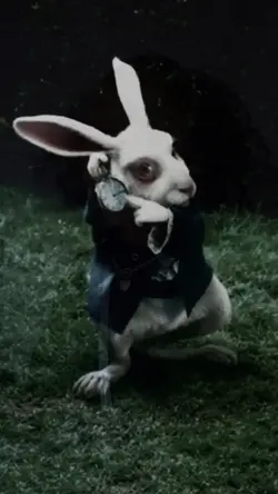White Rabbit