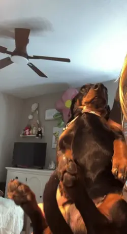 transition with dog