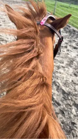 horses