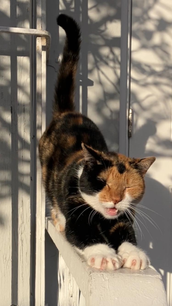 Liebe Katzen