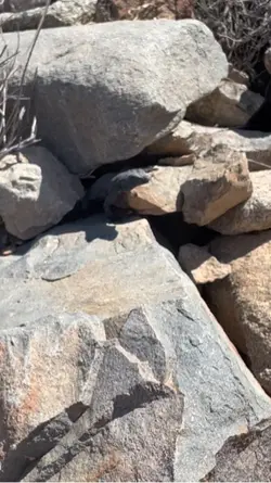 Lizard