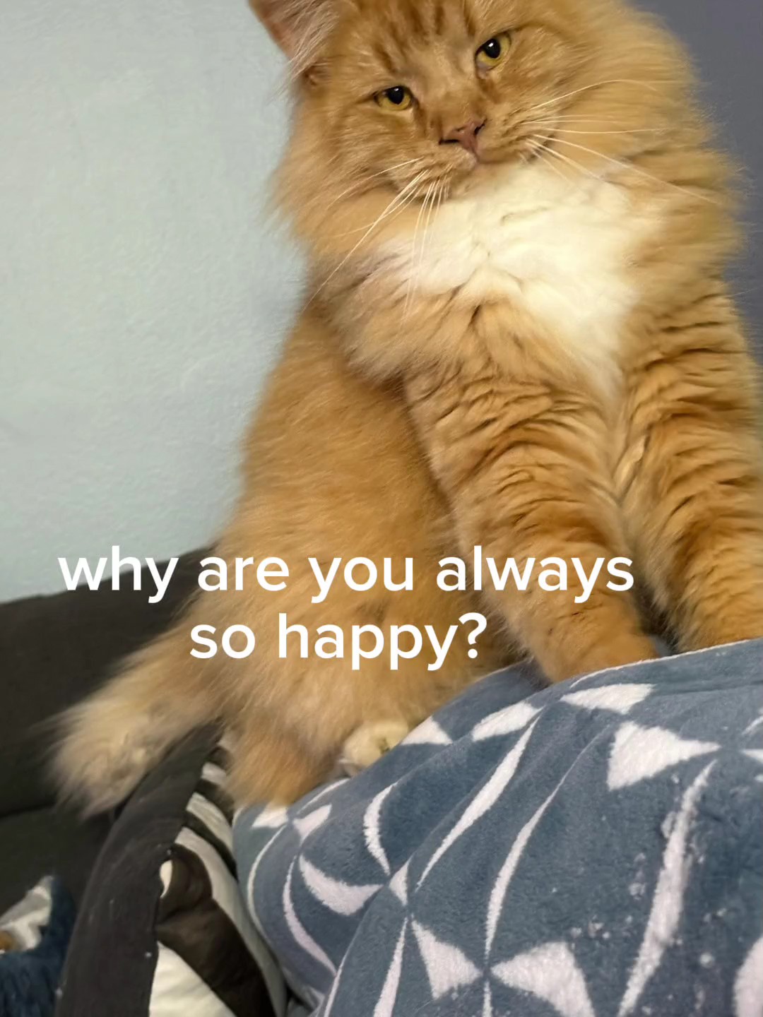 Gatos para siempre 
