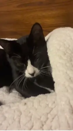 PET