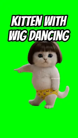 Kitten dancing 