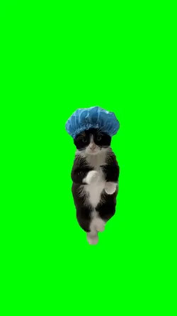 catDance