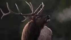 Elk & Moose
