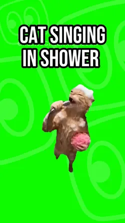 Cat in shower