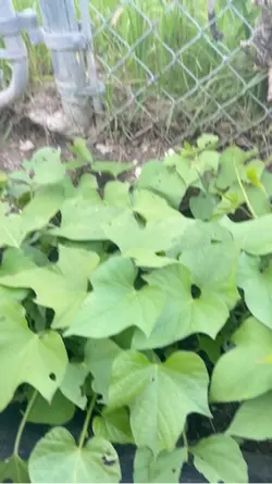 Fresh Vegetables 