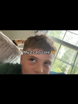My  cats