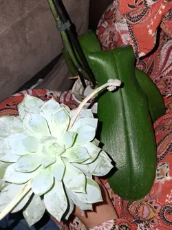 plants
