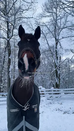 Equestrian winter>>