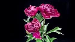 Celestial bloom1