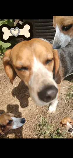 Dogs For Everyone 