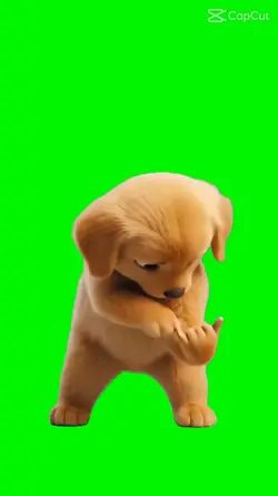 dog dance