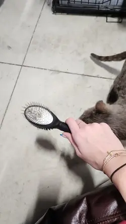 Stray cat