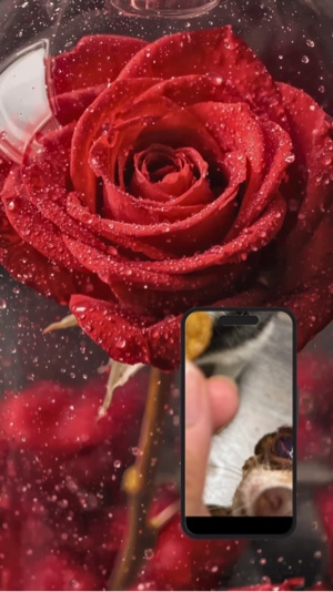 Rose rouge