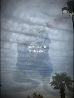 White rabbit