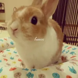 bunnies...