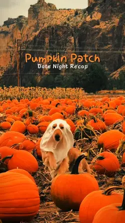 Pumpkin Patch 🎃🍂🍁